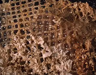 Hippothyris emplastra