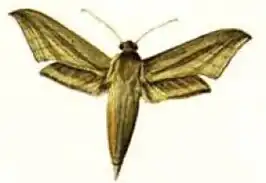 Hippotion balsaminae
