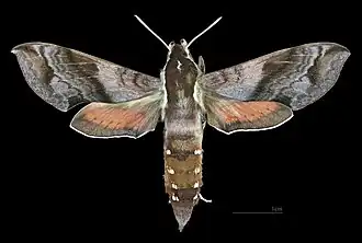 Hippotion novaebrittaniae