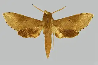 Hippotion butleri