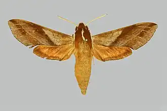 Hippotion joiceyi