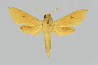 Hippotion pentagramma