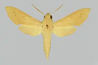 Hippotion psammochroma