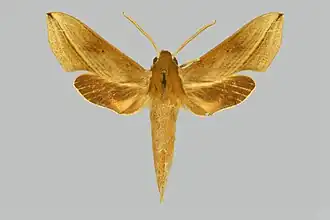 Hippotion saclavorum