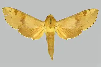 Hippotion socotrensis