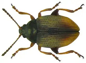 Dijen achterste poten van de Paardenstaartaardvlo