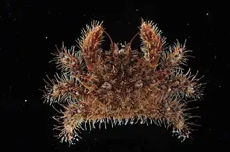 Hirsutodynomene spinosa