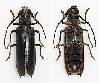 Hirtobrasilianus seabrai