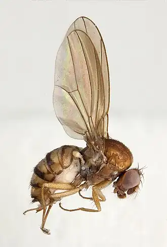 Hirtodrosophila oldenbergi