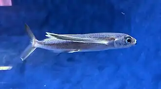 Hirundichthys oxycephalus