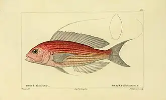 Nemipterus nematophorus