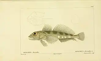 Bovichtus diacanthus