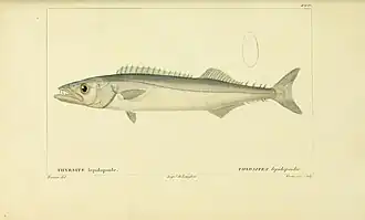Thyrsitops lepidopoides