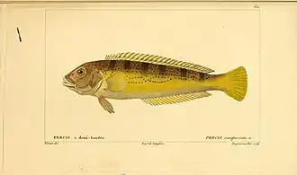 Pseudopercis semifasciata