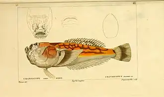 Ichthyscopus lebeck