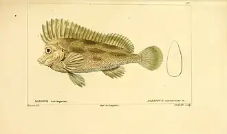 Thymichthys verrucosus