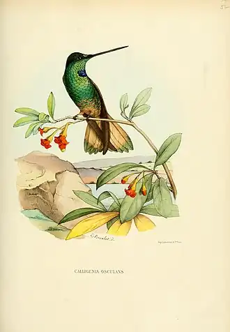 Violetkeelincakolibrie