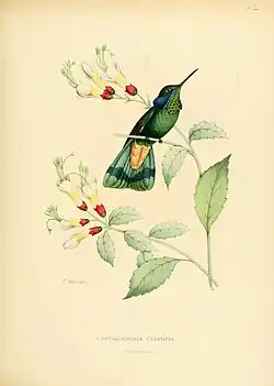 afbeelding van C. c. crissalis met okerkleurige onderstaartdekveren