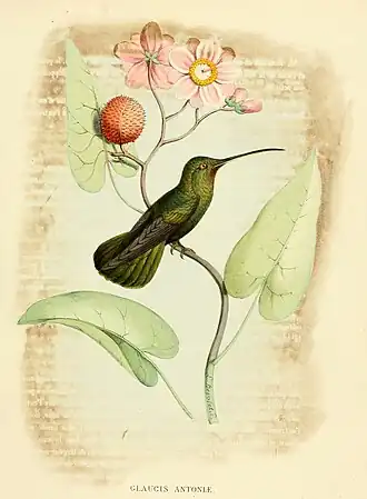 Beroete baardkolibrie