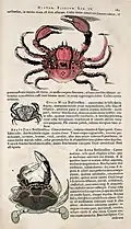 Pagina in de Historia Naturalis Brasiliae.