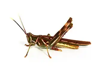 Histrioacrida roseipennis