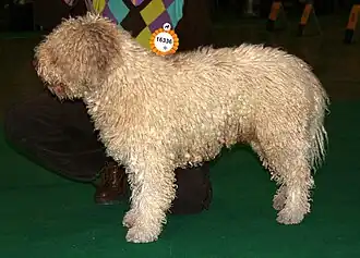 Perro de agua español