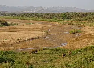 Neushoorns in het grasland van Hluhluwe