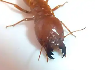 Hodotermes mossambicus-soldaat met prognate kop