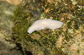 Dendrocoelum cavaticum