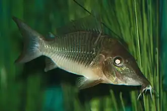 Brochis multiradiatus