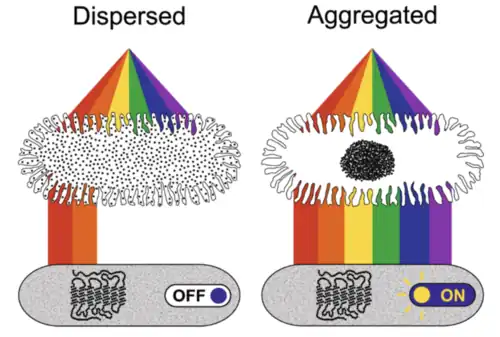 Geaggregeerd chromatofoor laat licht met korte golflengte door om het opsine SWS1 te activeren