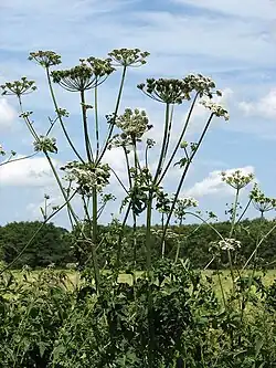 Heracleum sphondylium