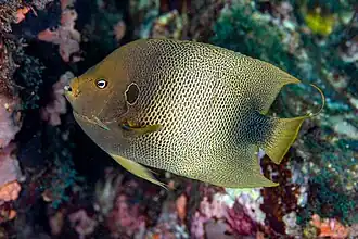 Holacanthus africanus