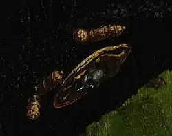 Broche met doodshoofd op de hoed van Dinteville