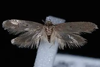 Holcocera chalcofrontella