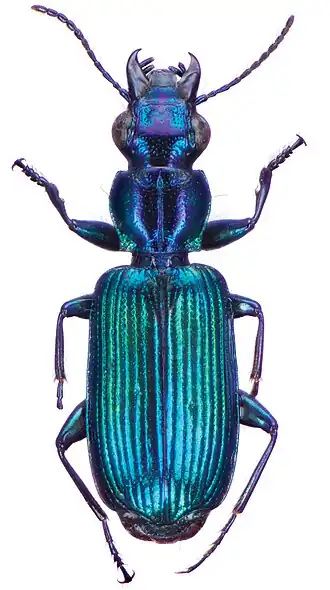 Holcoderus formosanus