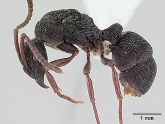 Gnamptogenys striatula