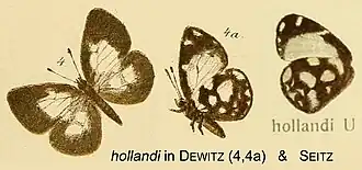Falcuna hollandi