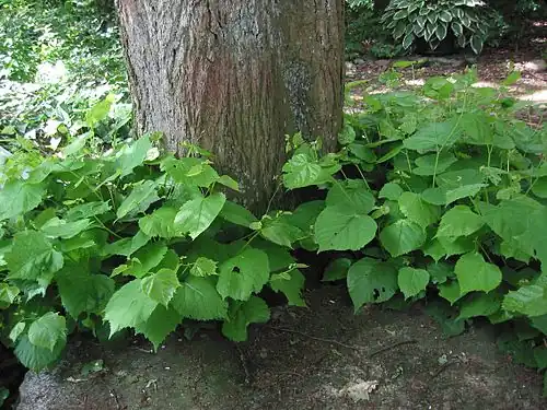 Opslag van de Hollandse linde