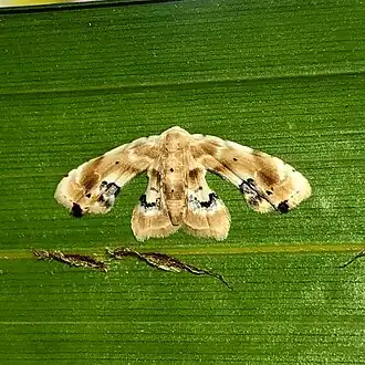 Holocryptis phasianura