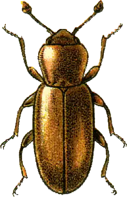 Holoparamecus singularis