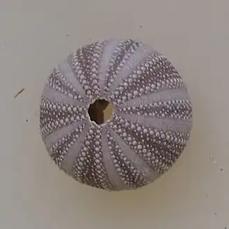 Holopneustes purpurascens