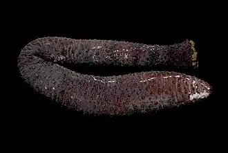 Holothuria flavomaculata