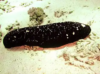 Holothuria nobilis