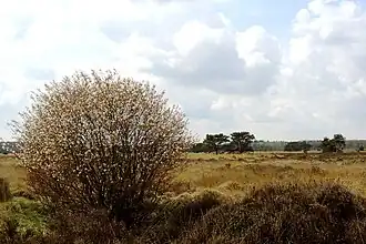 Het Holtingerzand (gemeente Westerveld)