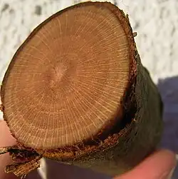 Doorsnede van een plataan. De houtstralen zijn de gele straalsgewijze lijnen.