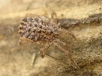 Homalenotus quadridentatus