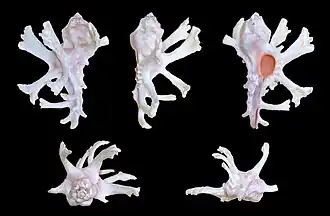 Homalocantha anatomica