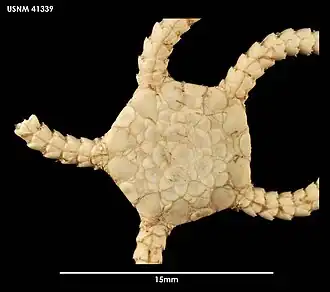 Ophioplinthus inornata