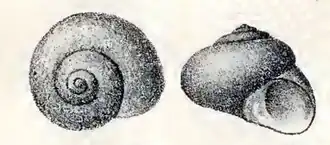 Homalopoma cunninghami